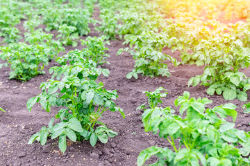 potato plantation field. organic farm, growing vegetables potatoes selective focus
