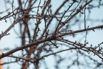 branches of a tree