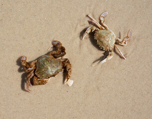 live crab on the sandy shore of the Black Sea, top view, Ukraine