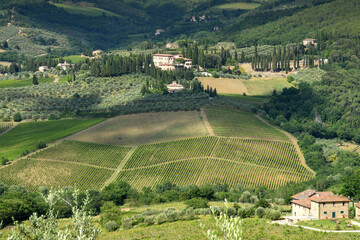 Fototapeta na wymiar Tuscan landscape with rows of vineyards near Greve in Chianti (Florence). Italy.