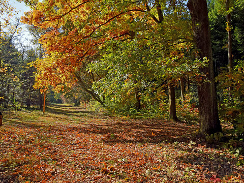 Drzewa jesienią © Edward