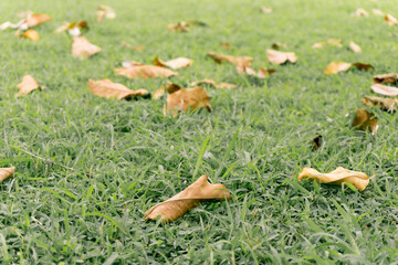 Dry leaves on green grass