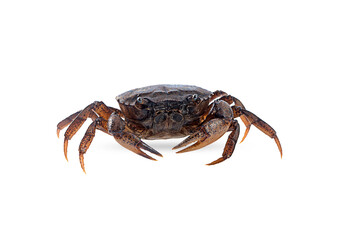 field crab on a white background,isolated