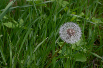 A lone dandelion in a meadow