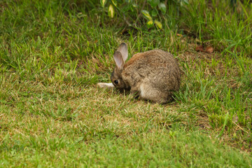 Ce lapin domestique échappé d'un clapier se promène dans le jardin et sur la terrasse, fait sa toilette, et se régale des pissenlits et de diverses plantes bien à son goût en totale liberté