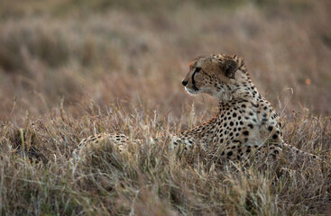 Cheetah in the evening light at Masai Mara grassland