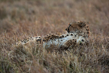 Cheetah resting during dusk