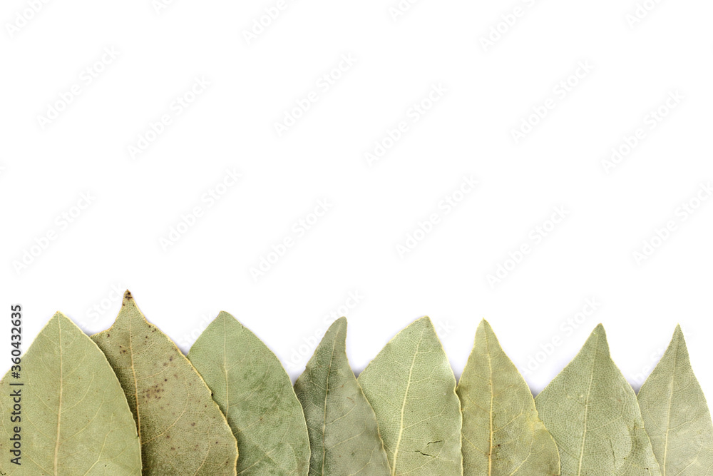 Poster bay leaves are isolated on white in a row. copy space for your text