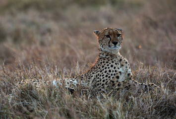 Cheetah  during dusk at Masai Mara