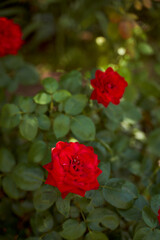 Red rose in greenery on the country estate