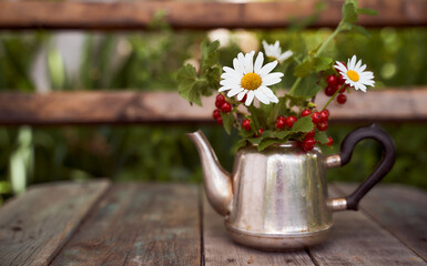 Chamomile, lemon balm and redcurrant bushes in an iron kettle. Nature blurred background