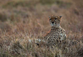 Cheetah in the evening light at Masai Mara