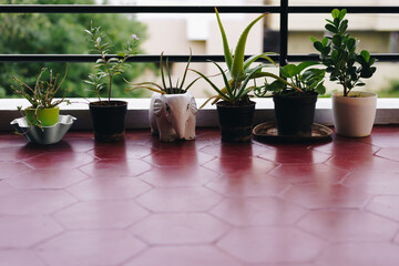 Fototapeta premium Different potted plants in a home garden. Greenery, healthy living, cute planters, home decor