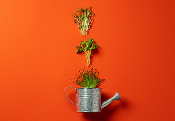 Small metal watering can with bunch of micro green on color background