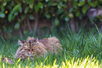Siberian cat in relax in a garden, hypoallergenic pet of livestock
