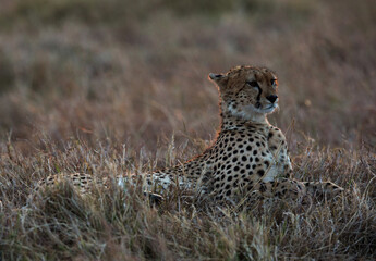 Cheetah in the evening light