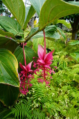 Obraz premium メディニラ 花 植物園 植物 温室