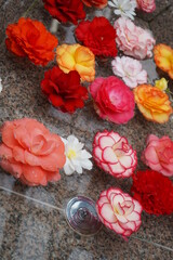 水に浮かべた花　フラワーバス　ベコニア　薔薇　リゾート　庭　