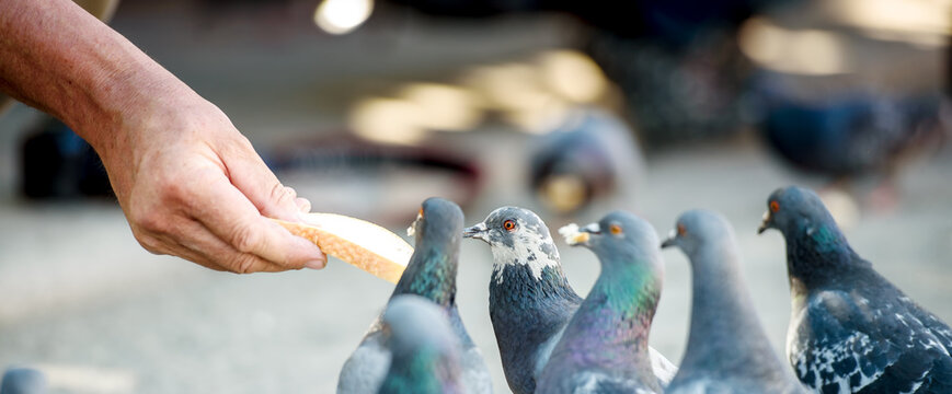 City pigeons eat from a man's hand. Close up. Panorama.