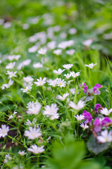 flowers in the garden