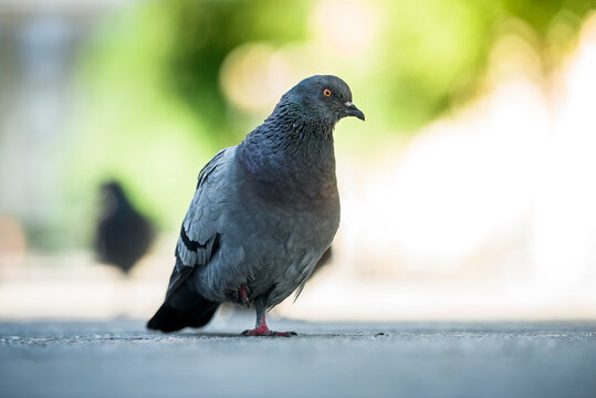 A domestic pigeon walking on the city floor.