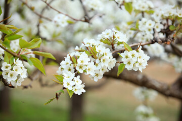 Pear trees blossom in spring