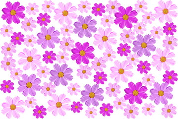 Fototapeta na wymiar Blooming cosmos flower pattern. Plant background for fashion, wallpapers, print. Cosmos flowers in purple tone color on white background. Trendy floral design.