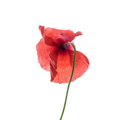 Poppy flower isolated on white.