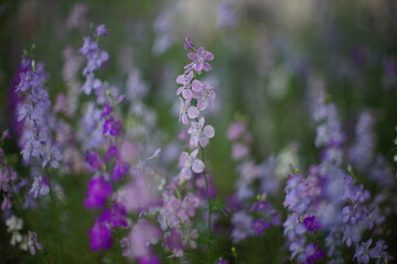Wild violet flowers grow in summer garden. Art bokeh.
