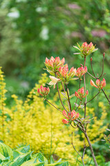 spring garden with season plants