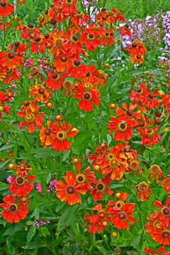 Close up of a garden flower border with colourful Helenium 'Moerheim Beauty'