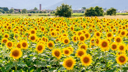 Obraz premium Beautiful field of sunflowers with the Tuscan village Bientina in the background, Pisa, Italy