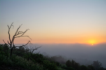 Driftwood against background of landscape with sun rising