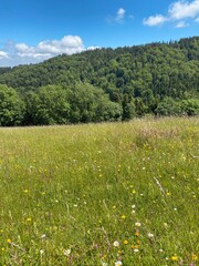 Fototapeta premium Wald und Wiese, Steiermark, Österreich