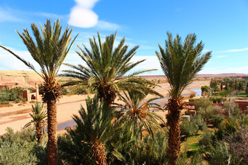 Fototapeta na wymiar Oasis in Sahara2