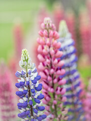 Obraz na płótnie Canvas 'Persian Slipper' and 'Gallery Pink' variety of lupins ( Lupins ) in the flower borders at Rousham House & Gardens