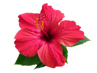 Red hibiscus flower & leaf (rosa sinensis) isolated on white path background. Pink hibiscus flower scent plant for aroma floral perfume design closeup isolated. Tropical rose hibiscus flower isolated