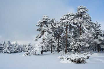 Paisajes de pinos, piceas y abetos nevados