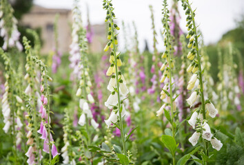 English Foxgloves ( digitalis ) in the formal walled garden at Rousham House and Gardens, Oxfordshire.