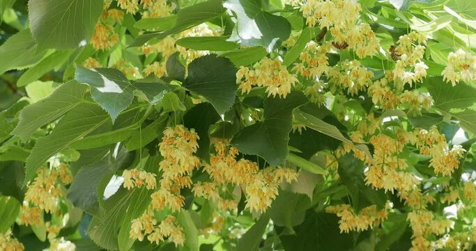 Linden tree in full bloom, with bees polinating