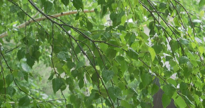 A summer rain shower falls over green birch leaves in cinematic 4k