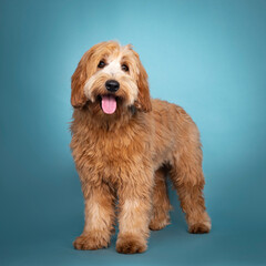 Adorable junior red / apricot Cobberdog / Labradoodle, standing facing front. Looking towards camera. Mouth open, tongue out. Isolated on blue / turquoise background.