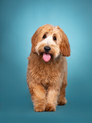 Adorable junior red / apricot Cobberdog / Labradoodle, walkoing towards lens. Looking towards camera. Mouth open, tongue out. Isolated on blue / turquoise background.