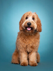 Adorable smiling junior red / apricot Cobberdog / Labradoodle, standing facing front. Looking towards camera. Mouth open, tongue in. Isolated on blue / turquoise background.