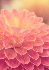 Award winning show Dahlias ( Dahlias ) on display at RHS Wisley Gardens flower festival.