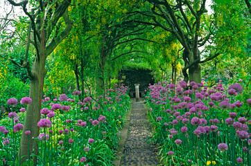 Obraz premium Chodnik łuków Złotokapu podszyty Alliums w ogrodzie posiadłości wiejskiej