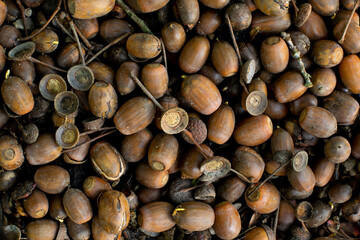 Background of acorn seeds from Oak tree on forest floor with yellow oak leaves fairy cups and twigs. Acorns sprouting splitting and decomposing