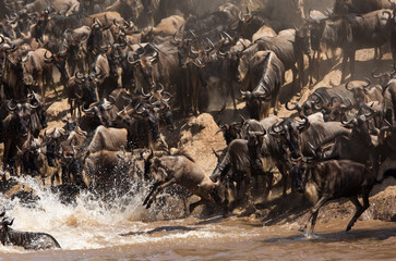 Wildebeests jumping into the Mara river to cross