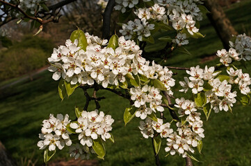 Flowering Cherry Blossom in close up