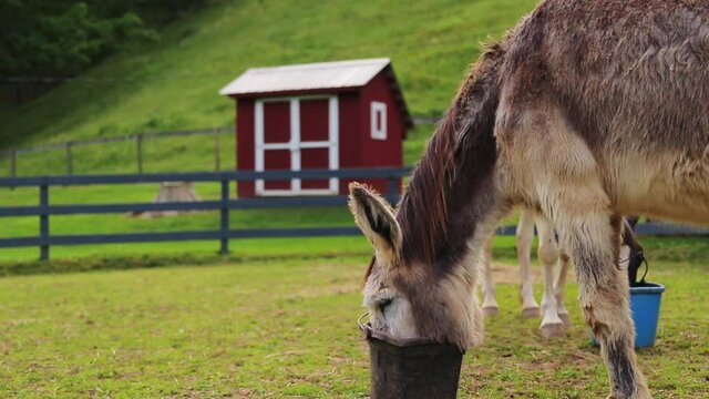 Donkey Lowering Head Into Bucket, Eating, Beautiful Farm, Parallax, Cinematic HD 60P